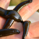 Illustration for article titled Some Pressing Questions About the 3,950 Illegally Imported Leeches Currently Stuck in Canada